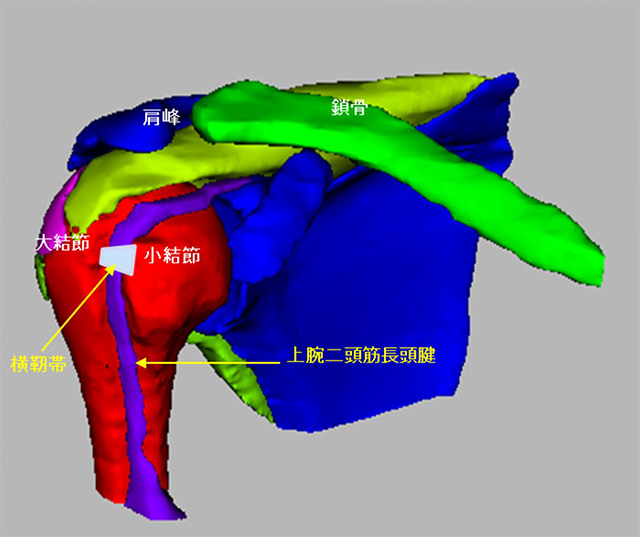 図　肩関節の解剖
