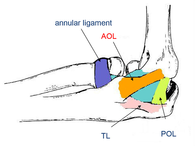肘関節の内側を構成する靭帯