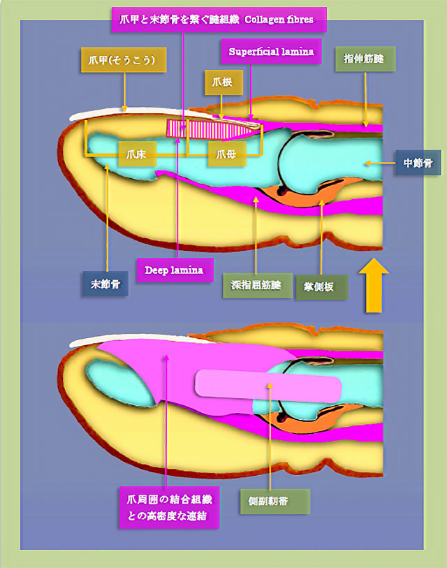 DIP関節と爪甲とその周囲組織の解剖
