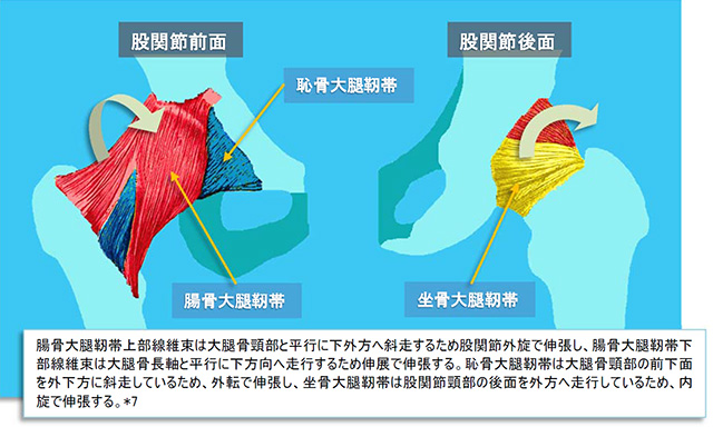 股関節周囲の靭帯の中立位での捻じれと伸張肢位