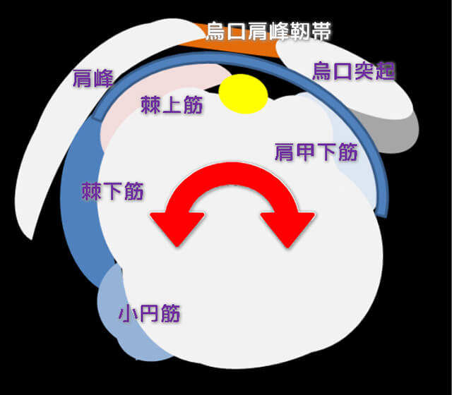 図　烏口肩峰靭帯と上腕骨頭