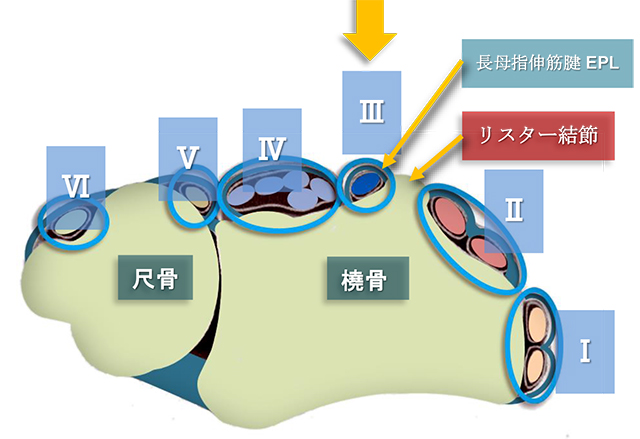 図　背側伸筋支帯と第3区画