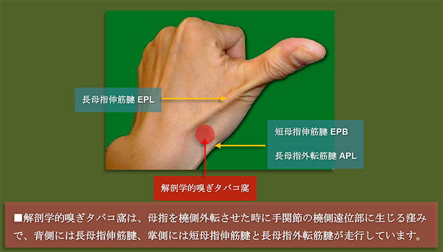 図　解剖学的嗅ぎタバコ窩〔anatomical〕snuff box