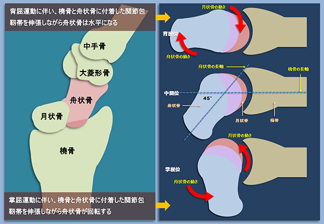 図　舟状骨と月状骨の連関