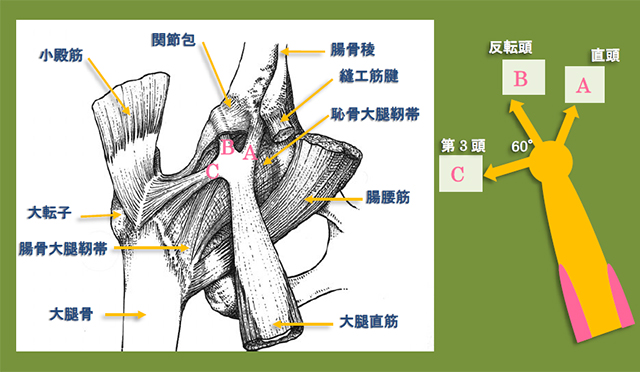 図　大腿直筋は3頭あるのか ?