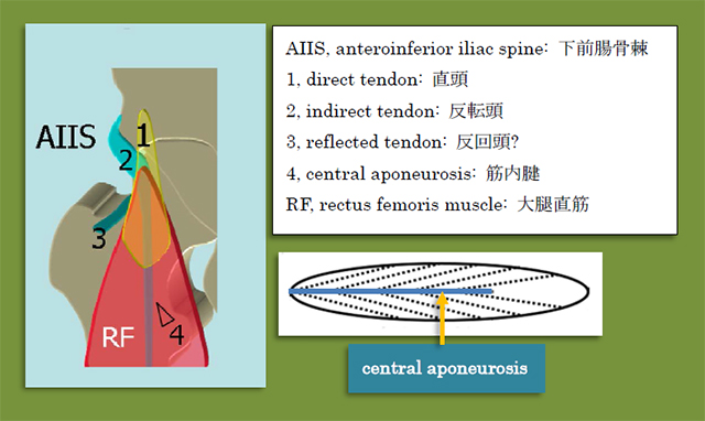 図　European Society of. MusculoSkeletal Radiology. Musculoskeletal Ultrasound.
Technical Guidelines.より