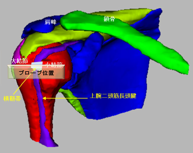 図　肩関節の解剖