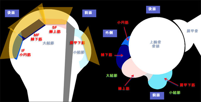 図　上腕骨骨頭と腱板の付着面