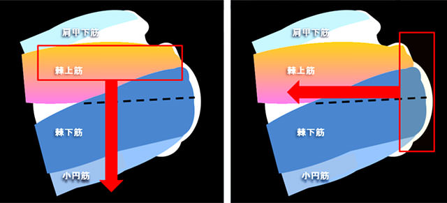 図　棘上筋・棘下筋の観察　プローブの走査方向　上腕骨を上から見た図