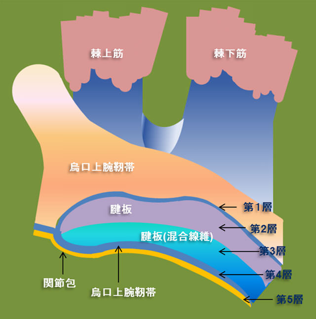 図　腱板の5層構造