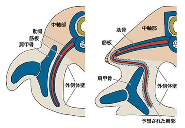 一般的羊膜類(左)とカメ(右)の骨格･筋の比較 カメは肩甲骨や肩にある筋肉が肋骨の内側にあるが、これは体を内側に折れ込ませることで作られていた。