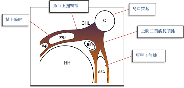 図　烏口上腕靭帯の起始と腱板への付着