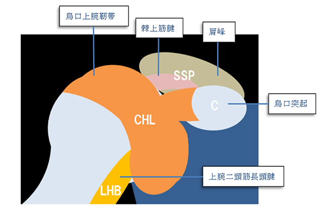 図　烏口上腕靭帯の解剖