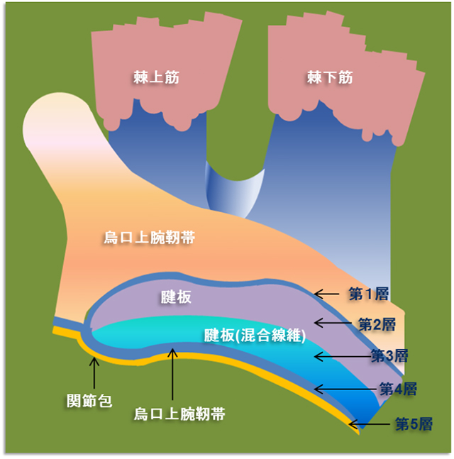 図　腱板の５層構造と烏口上腕靭帯