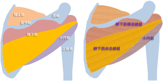 図　棘下筋と小円筋、肩甲骨と上腕骨