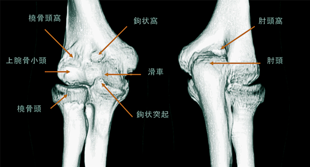 図　肘関節の構造