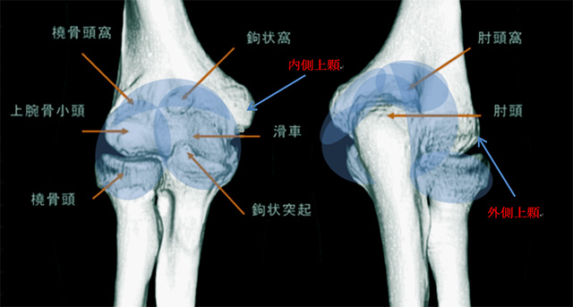 図　肘関節の関節包のひろがり
