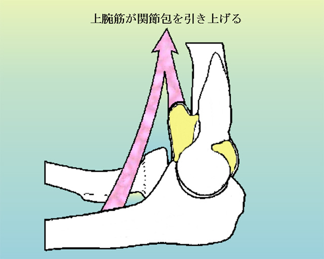 図　肘関節の関節包を上腕筋が引き上げる