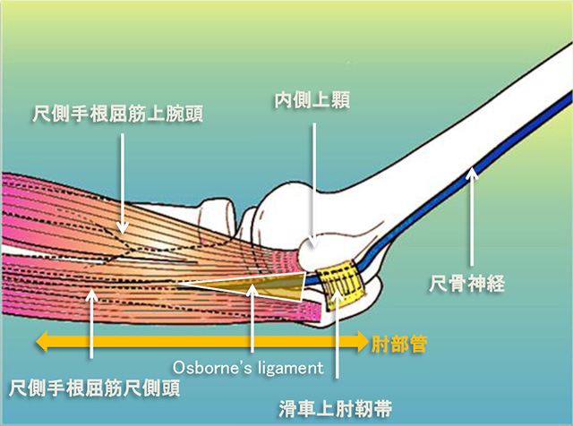 図　肘部管と尺骨神経