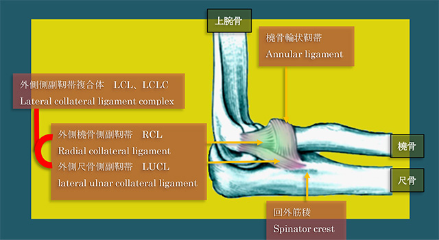 図　上腕骨外側に付着する靭帯群