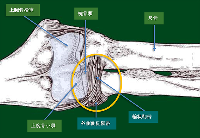 図　成人の腕橈関節と輪状靭帯・外側側副靭帯