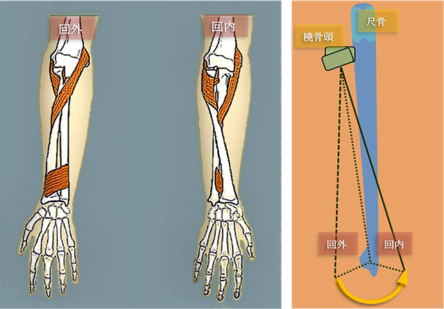 図　尺骨を軸に観た場合の回内・回外での橈骨頭のふるまい