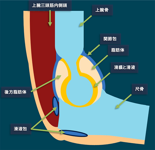 図　肘頭窩の解剖