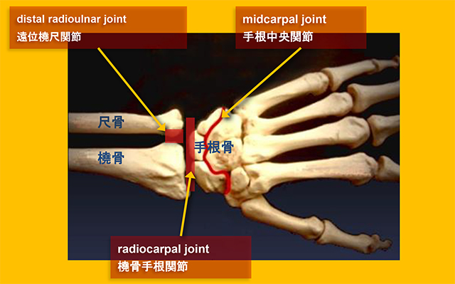 図　前腕遠位部と手関節を構成する骨