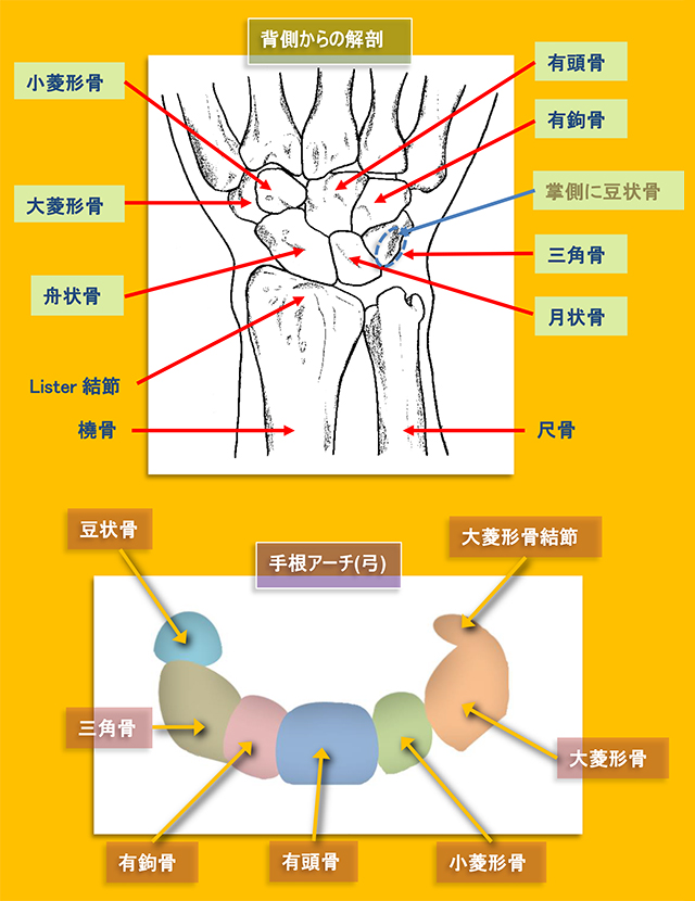 図　手根骨の構成と手根アーチ