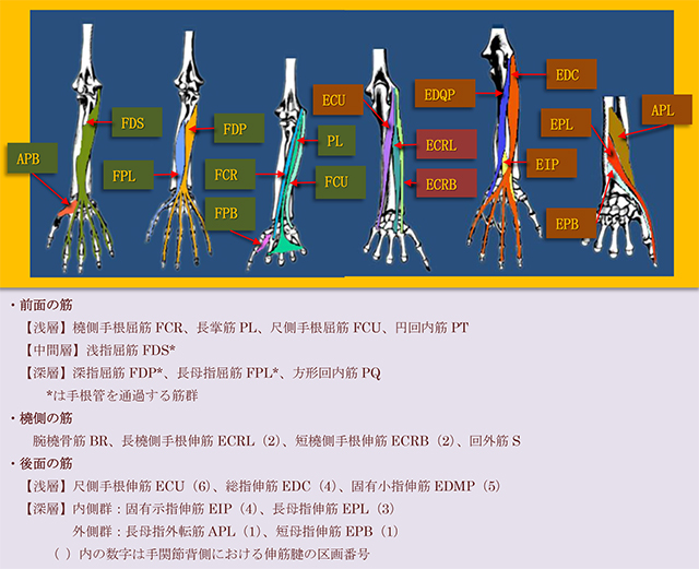 図　前腕の筋群