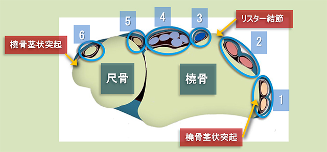 図　前腕背側の伸筋支帯(背側手根靱帯)の区画その1