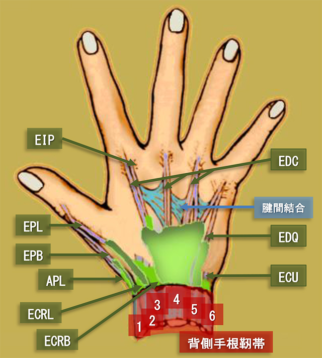 図　前腕背側の伸筋支帯(背側手根靱帯)の区画その2