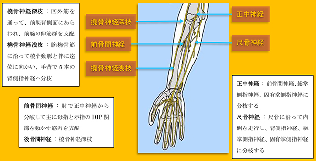 図　前腕の神経群