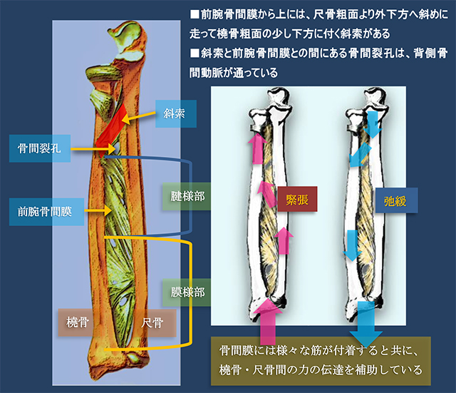 図　前腕骨間膜の解剖