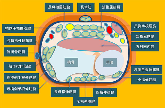 図　方形回内筋付近での手関節の断面解剖