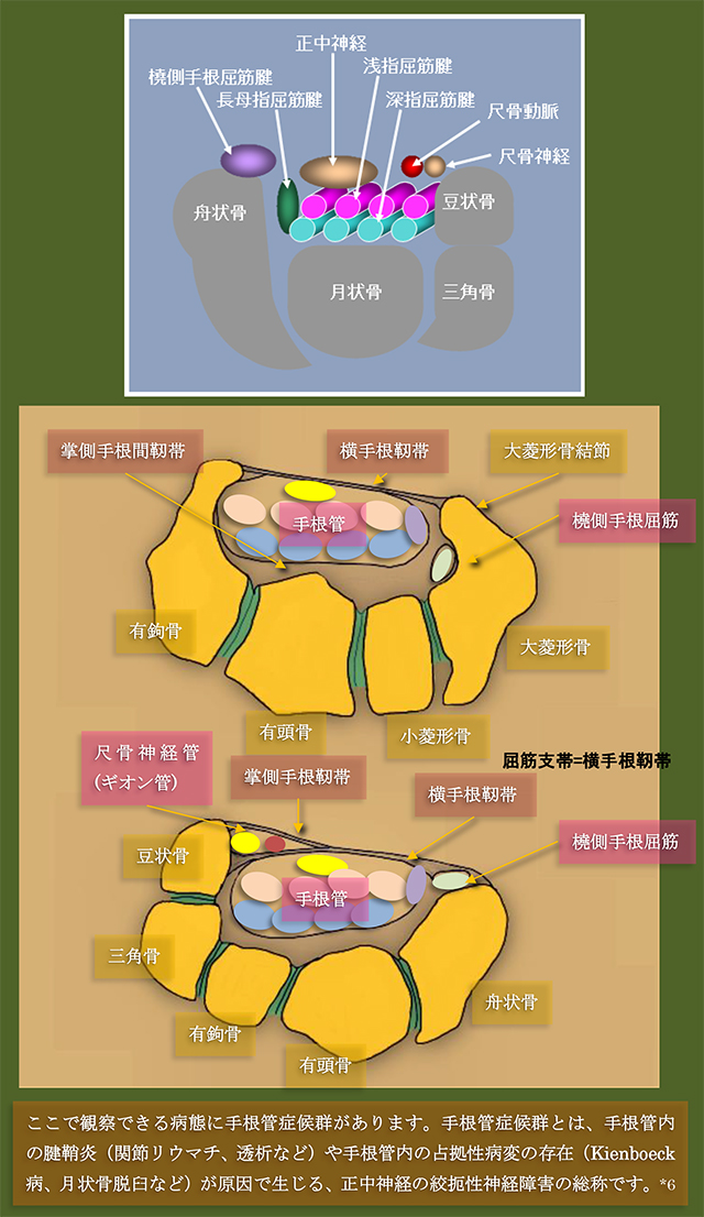 図　手根管の解剖