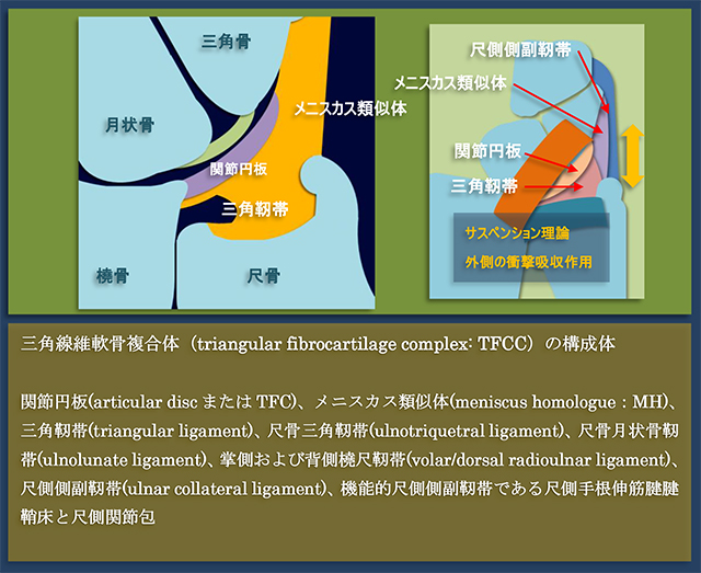 図　三角線維軟骨複合体(TFCC)の解剖