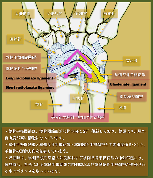 図　手関節の解剖　掌側の骨と靭帯