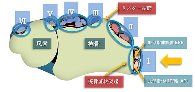 図　背側伸筋支帯と第1区画