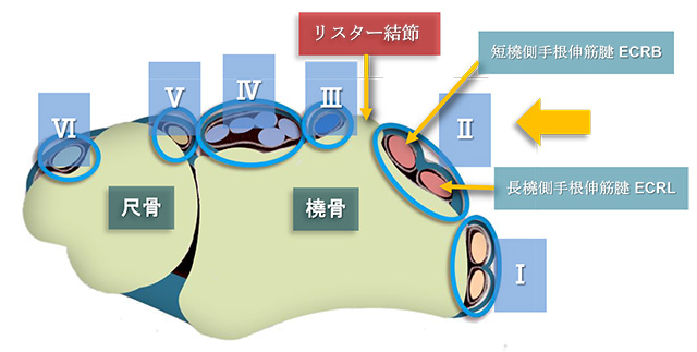 図　背側伸筋支帯と第2区画