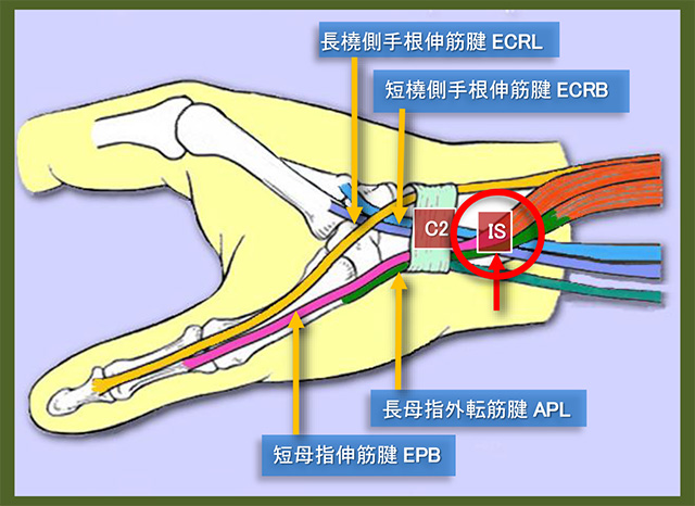 図　腱交叉部の解剖