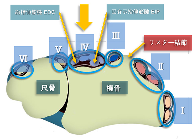 図　背側伸筋支帯と第4区画