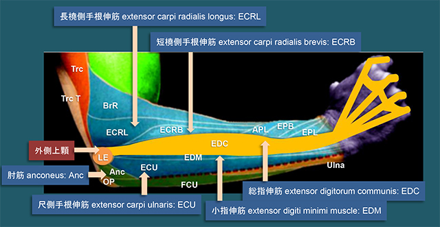 図　上腕骨外側上顆に付着する伸筋群