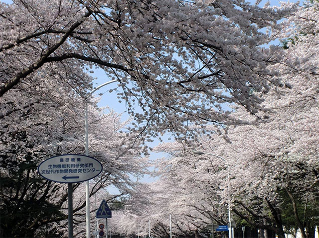 図　今年も桜が満開だ