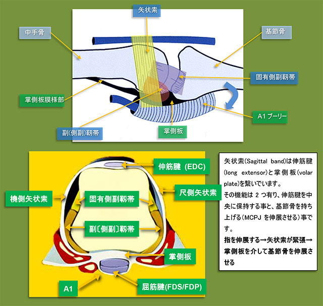 図　中手指節関節(MP関節)の構造(長軸・短軸)