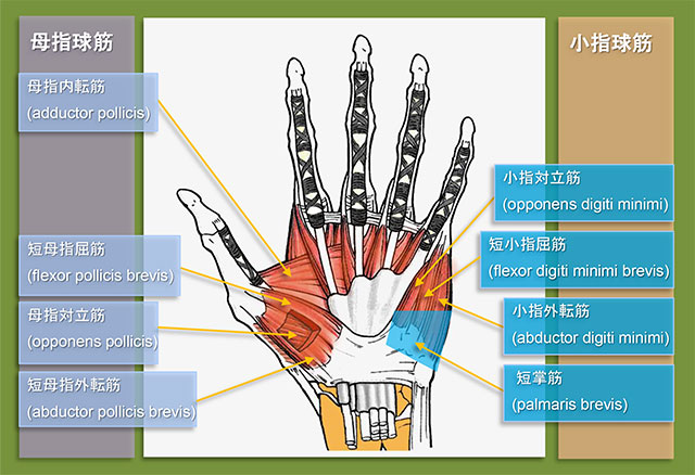 図　母指球筋と小指球筋の構造