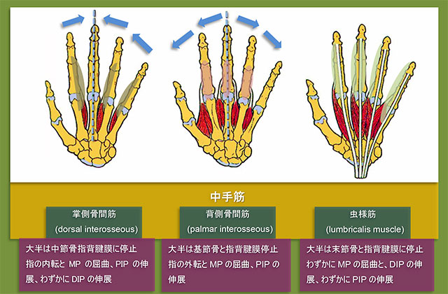 図　中手筋の構造