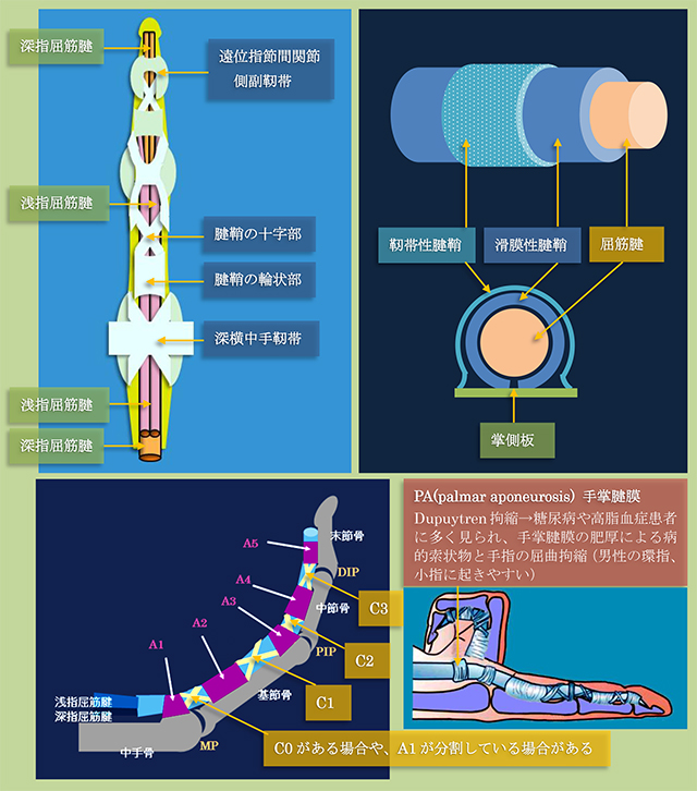 図　腱鞘とプーリーの構造の概略図