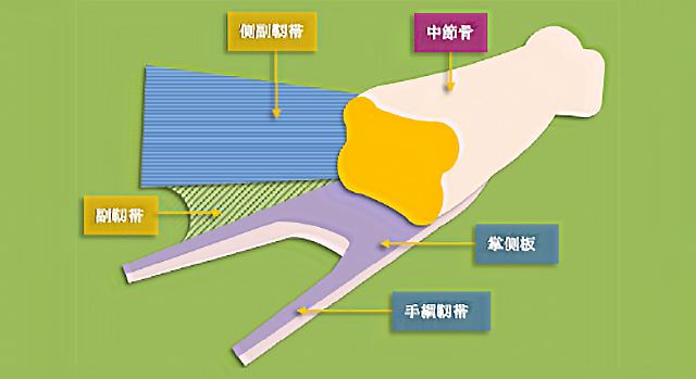 図　掌側板と手綱靭帯