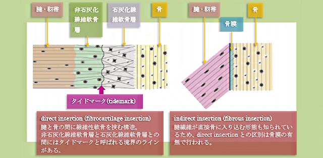 図　エンテーシス(enthesis)の構造